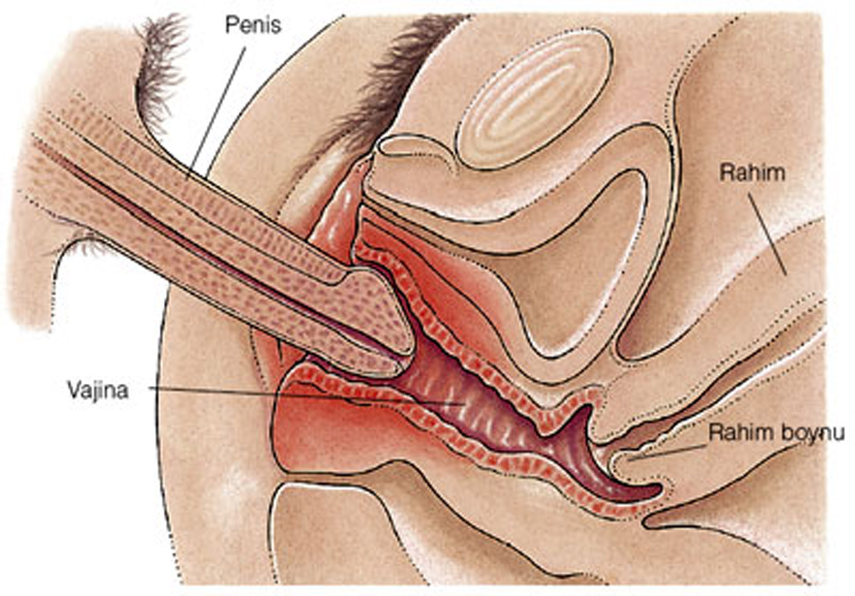 Схема вагина