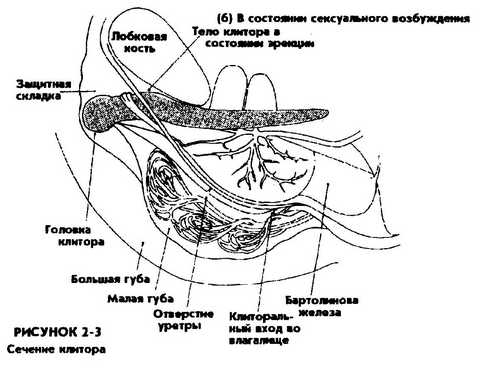 От Клитора До Уретры