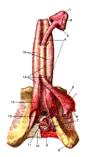 Split Cock