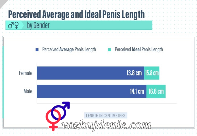 Важен Ли Размер Полового Члена
