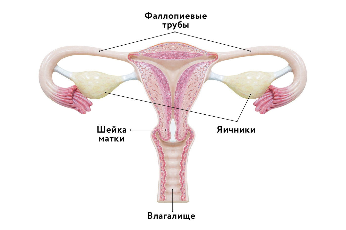 Женская половая труба. Яичник маточная труба и матка. Матка яичники трубы анатомия. Матка маточная труба яичник анатомия. Строение влагалища и яичников, матки.