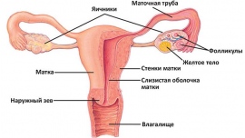 Обрезанный Влагалища Фото